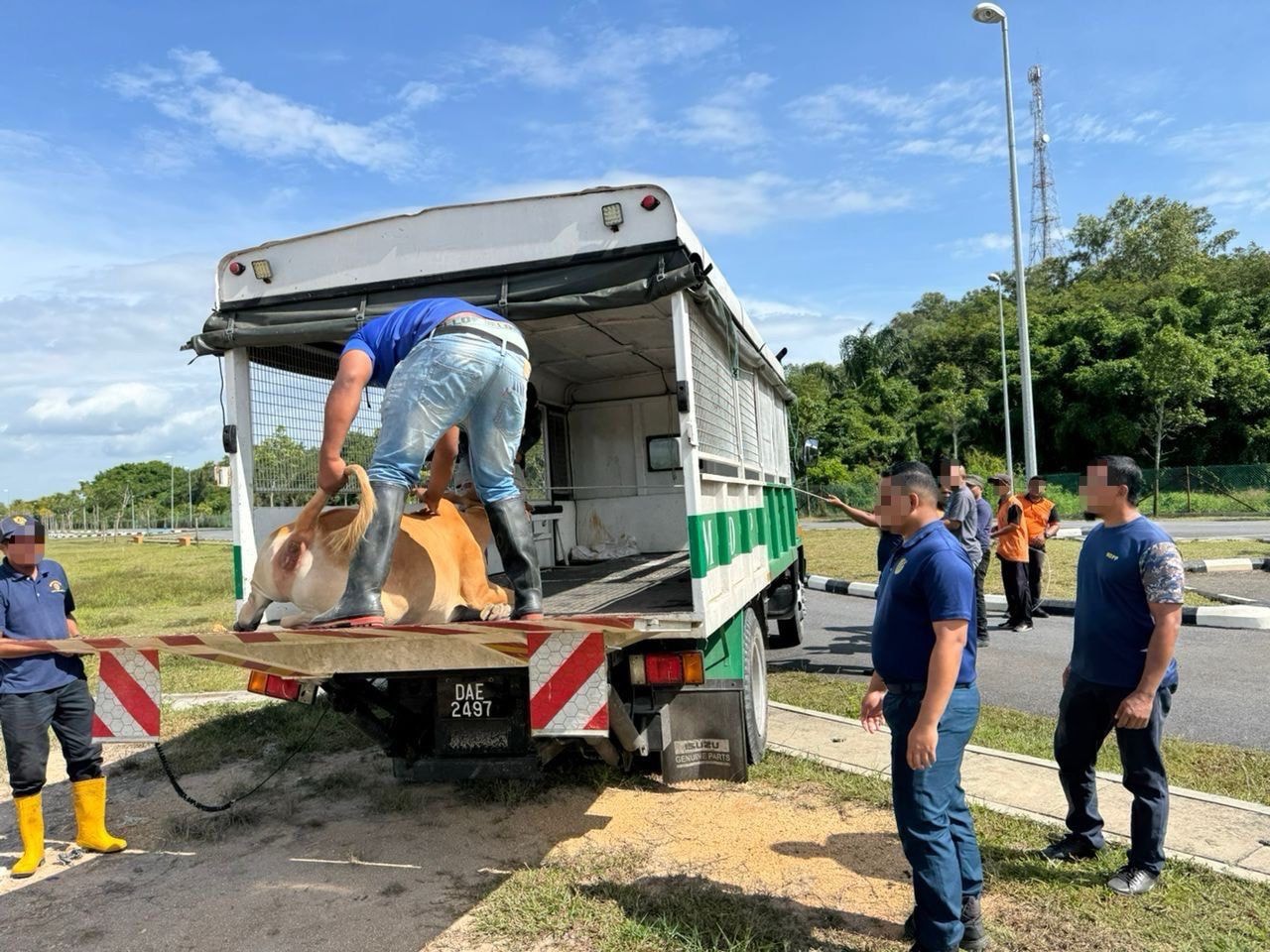 OPERASI TANGKAPAN HAIWAN RAYAU (LEMBU)