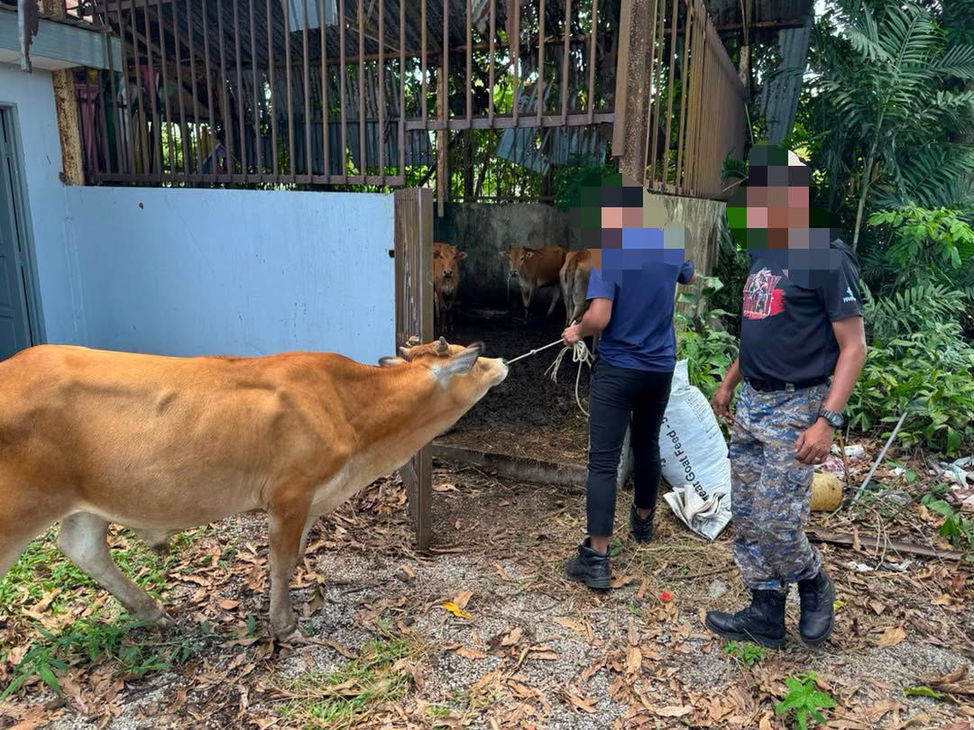 TANGKAPAN HAIWAN MERAYAU (LEMBU) – OGOS 2026