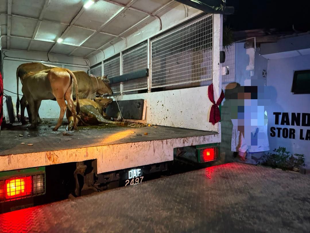 Operasi Bersepadu Haiwan Rayau (Lembu) Julai 2026
