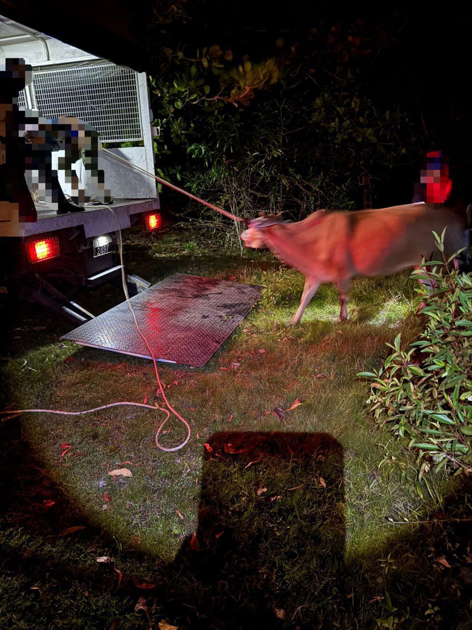 𝐎𝐏𝐄𝐑𝐀𝐒𝐈 𝐓𝐀𝐍𝐆𝐊𝐀𝐏𝐀𝐍 𝐇𝐀𝐈𝐖𝐀𝐍 𝐓𝐄𝐑𝐍𝐀𝐊𝐀𝐍 𝐌𝐄𝐑𝐀𝐘𝐀𝐔 (𝐋𝐄𝐌𝐁𝐔) 𝐃𝐈 𝐉𝐀𝐉𝐀𝐇𝐀𝐍 𝐏𝐀𝐒𝐈𝐑 𝐏𝐔𝐓𝐄𝐇